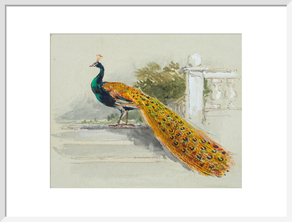 Peacock (art print, large, white)