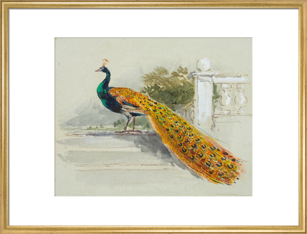 Peacock (art print, large, gold)