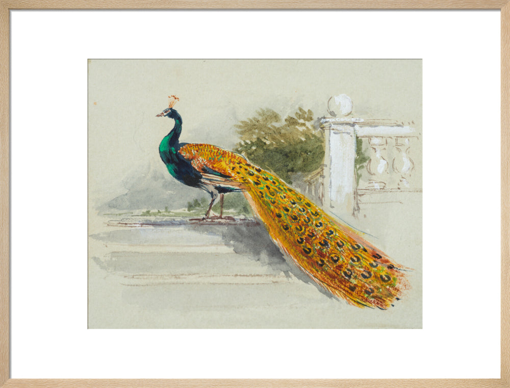 Peacock (art print, large, natural)