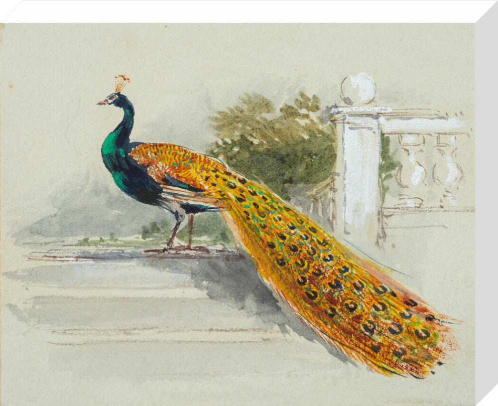 Peacock (stretched canvas, medium, unframed)