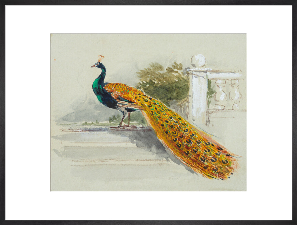 Peacock (art print, extra large, black)