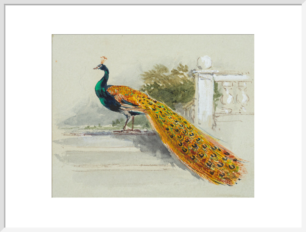 Peacock (art print, extra large, white)