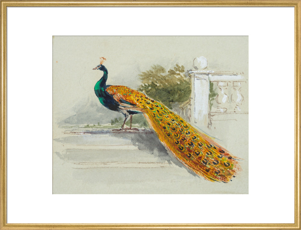 Peacock (art print, extra large, gold)