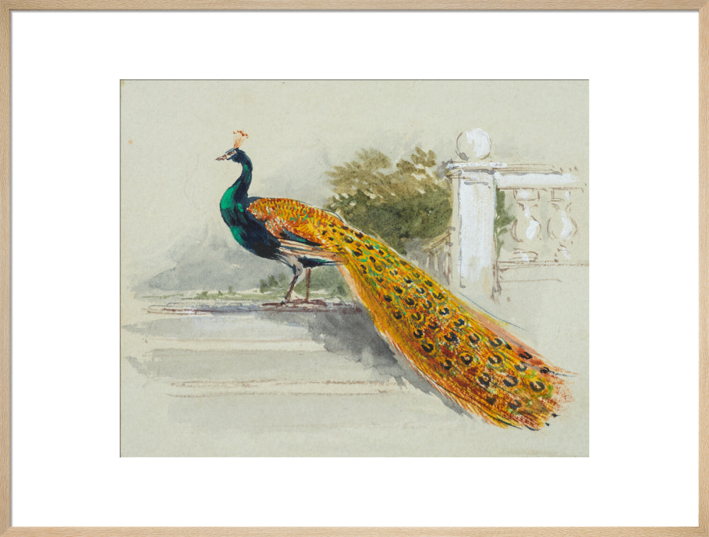 Peacock (art print, extra large, natural)