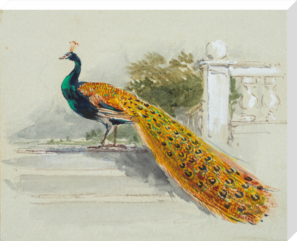 Peacock (stretched canvas, large, unframed)