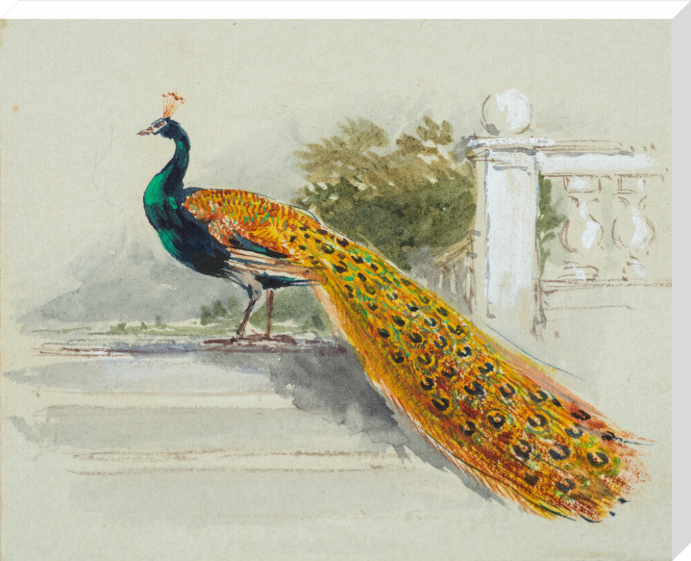 Peacock (stretched canvas, extra large, unframed)