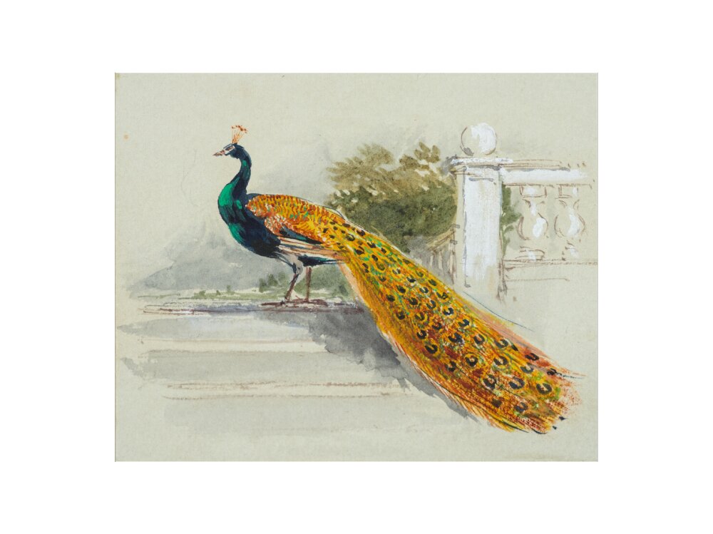 Peacock (art print, extra large, unframed)