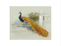 Peacock (art print, small, unframed)