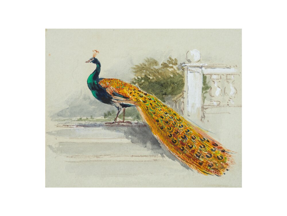 Peacock (art print, large, unframed)