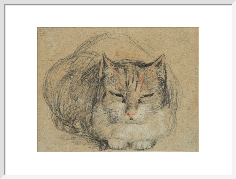 Cat - study for 'The Cut Finger' (art print, large, white)