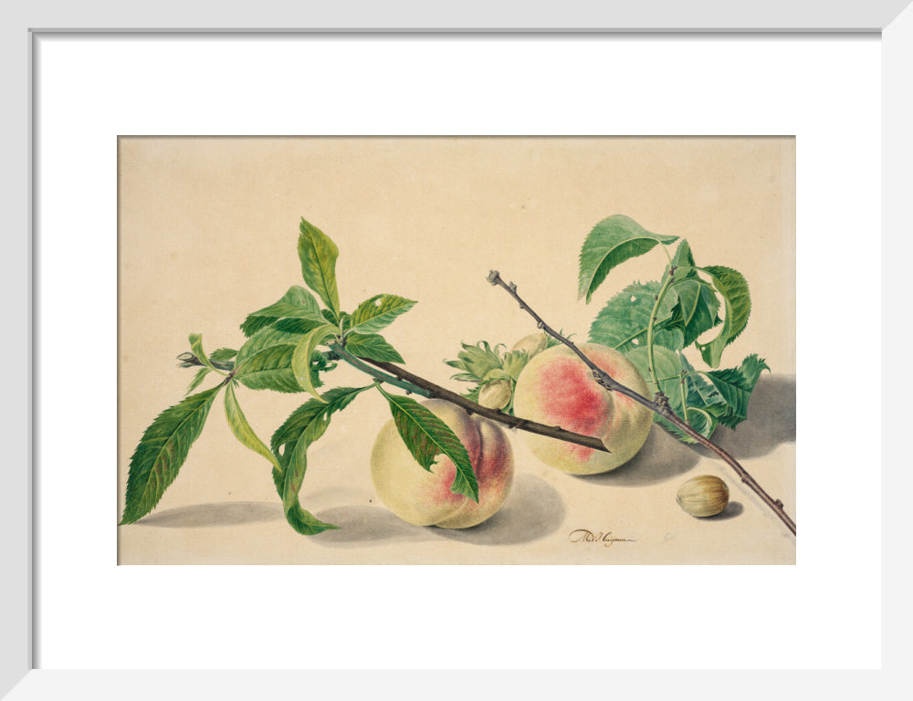 Still life with peaches and hazlenuts (art print, small, white)