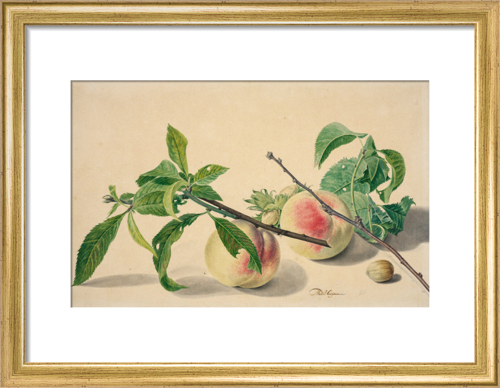 Still life with peaches and hazlenuts (art print, small, gold)