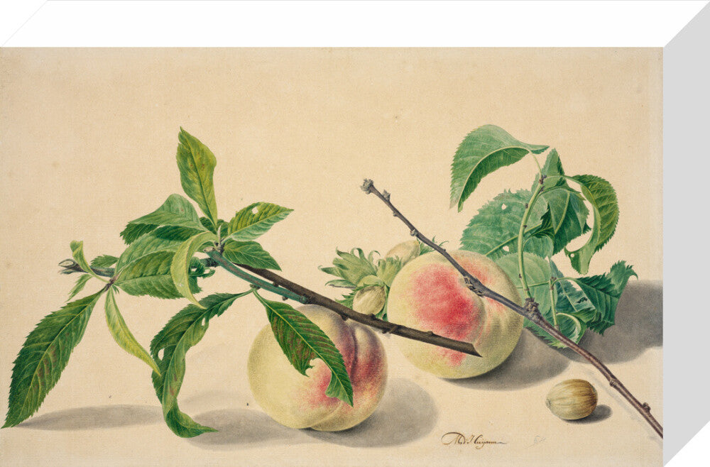 Still life with peaches and hazlenuts (stretched canvas, small, unframed)