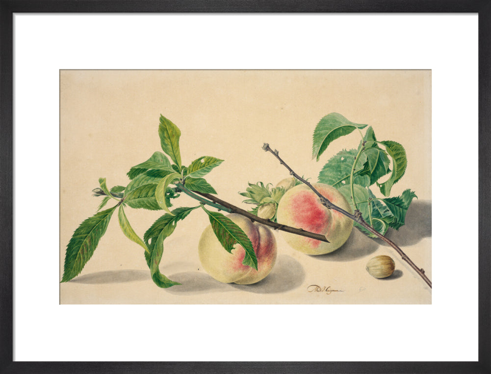 Still life with peaches and hazlenuts (art print, medium, black)