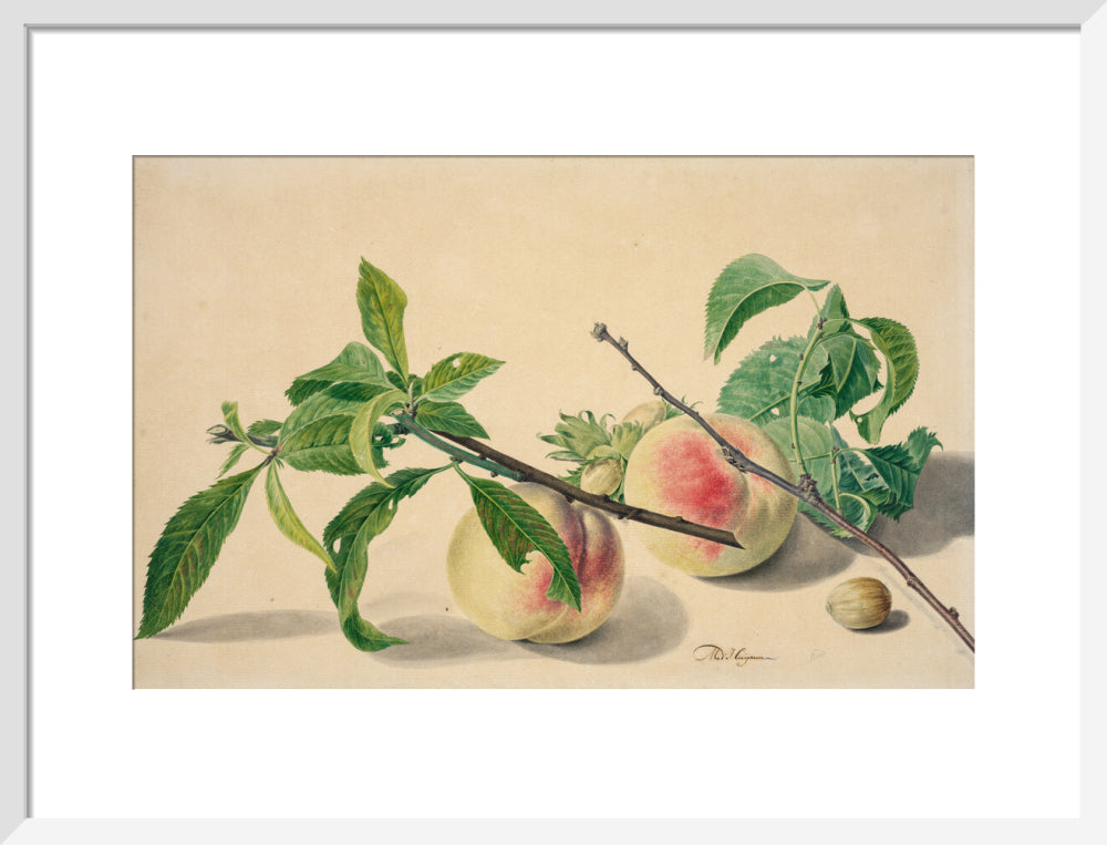 Still life with peaches and hazlenuts (art print, medium, white)