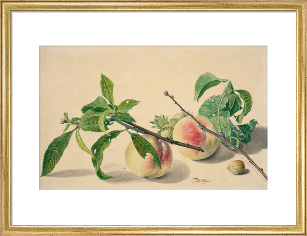 Still life with peaches and hazlenuts (art print, medium, gold)