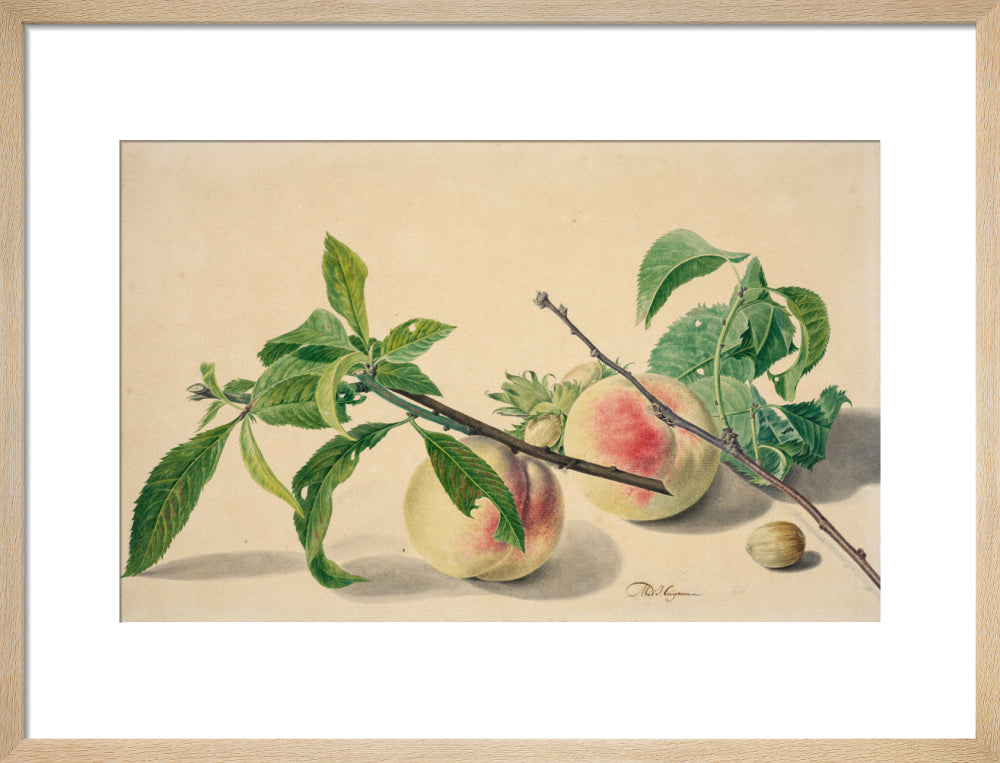 Still life with peaches and hazlenuts (art print, medium, natural)