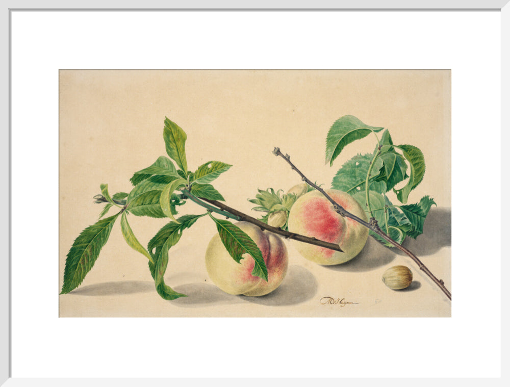 Still life with peaches and hazlenuts (art print, large, white)