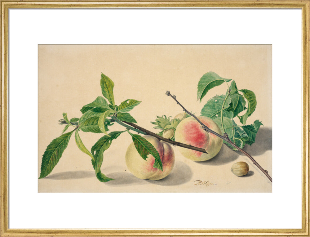 Still life with peaches and hazlenuts (art print, large, gold)