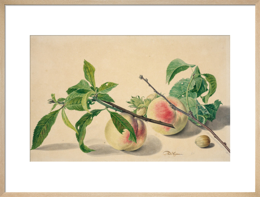 Still life with peaches and hazlenuts (art print, large, natural)