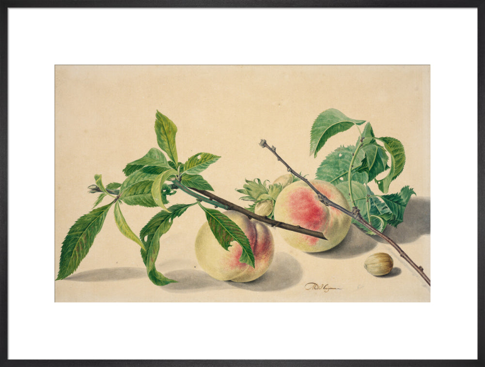 Still life with peaches and hazlenuts (art print, extra large, black)