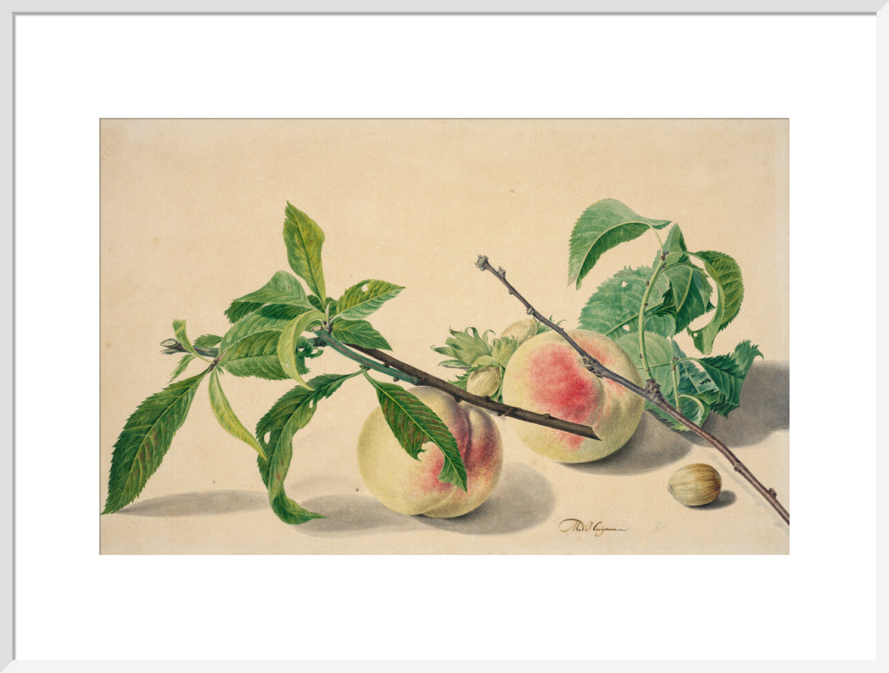 Still life with peaches and hazlenuts (art print, extra large, white)