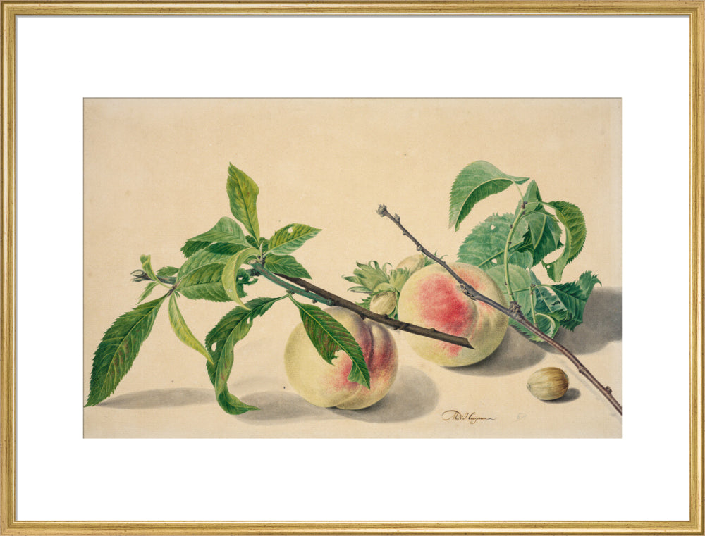 Still life with peaches and hazlenuts (art print, extra large, gold)