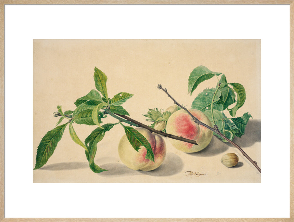 Still life with peaches and hazlenuts (art print, extra large, natural)