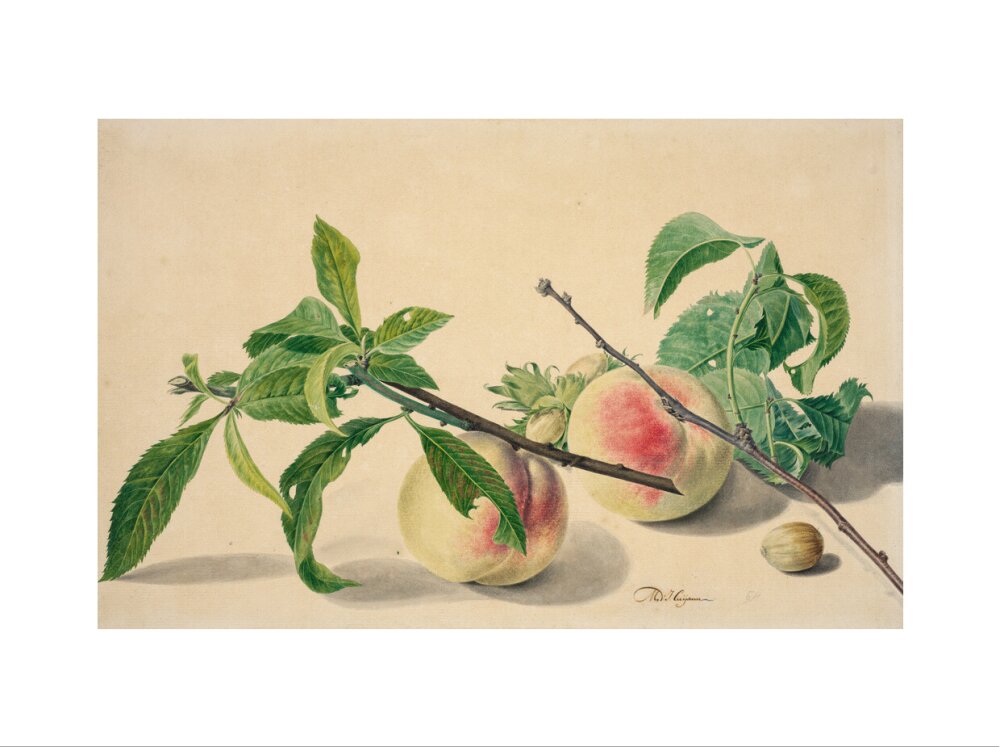 Still life with peaches and hazlenuts (art print, extra large, unframed)