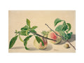 Still life with peaches and hazlenuts (art print, small, unframed)