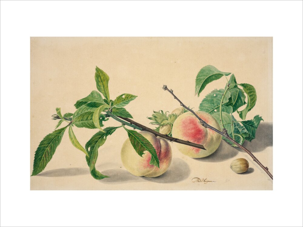 Michiel van Huysum, Still life with peaches and hazlenuts