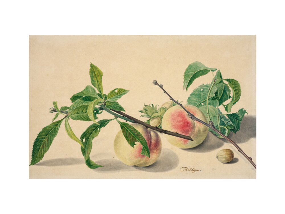 Still life with peaches and hazlenuts (art print, medium, unframed)