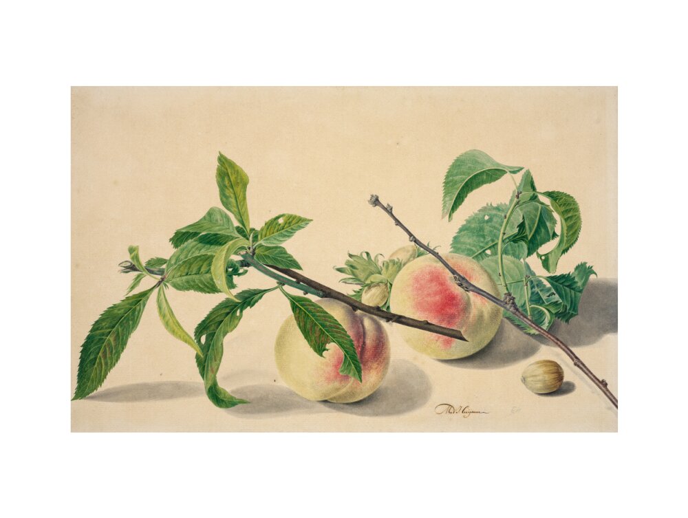 Still life with peaches and hazlenuts (art print, large, unframed)