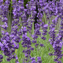 Load image into Gallery viewer, Lavender Seeds
