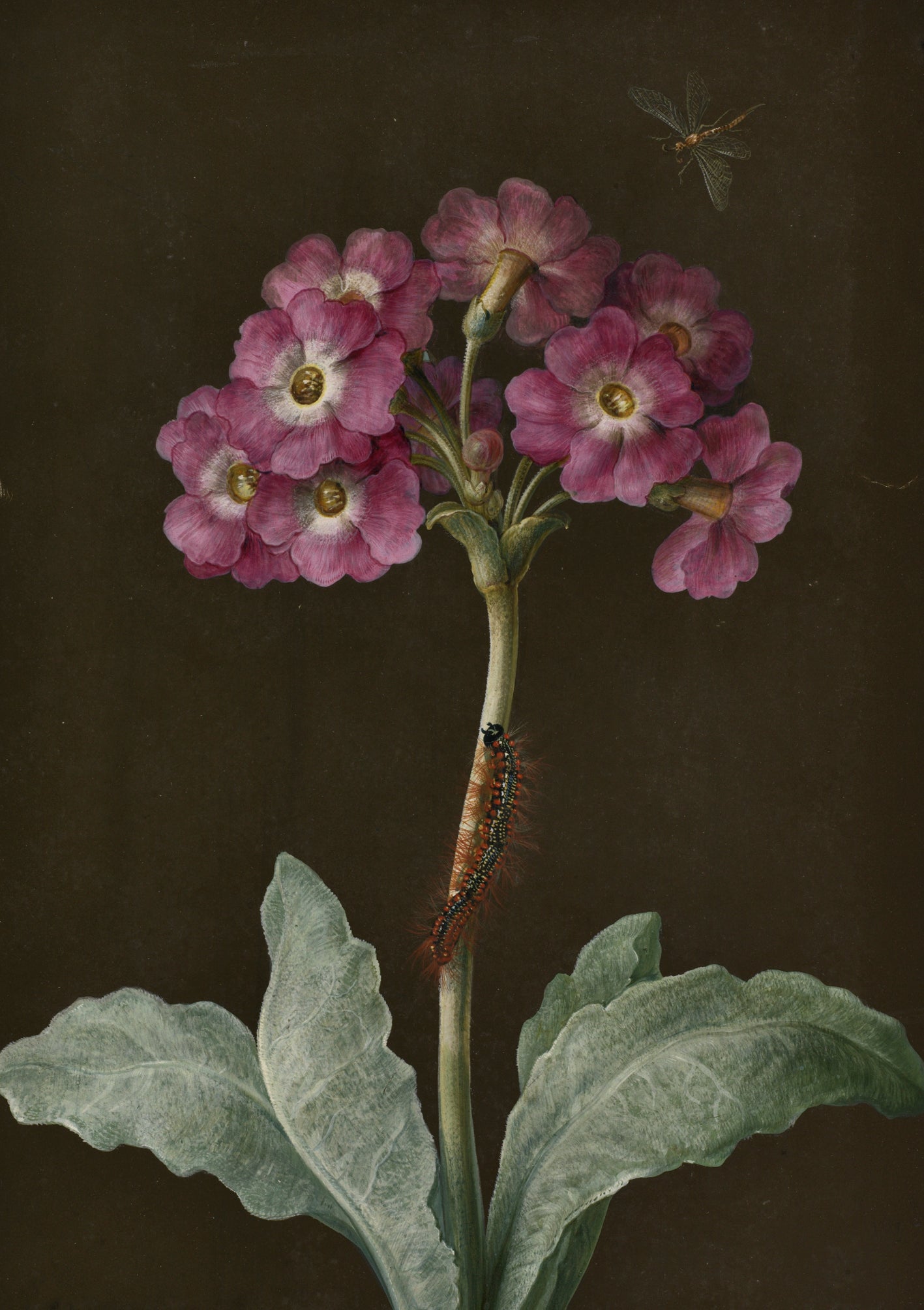 Merian Primula Greetings Card