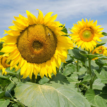 Load image into Gallery viewer, Giant Sunflower Seeds
