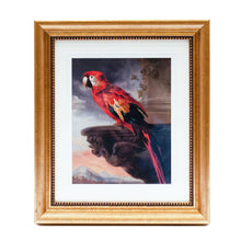 Load image into Gallery viewer, Framed Print Rubens Parrot
