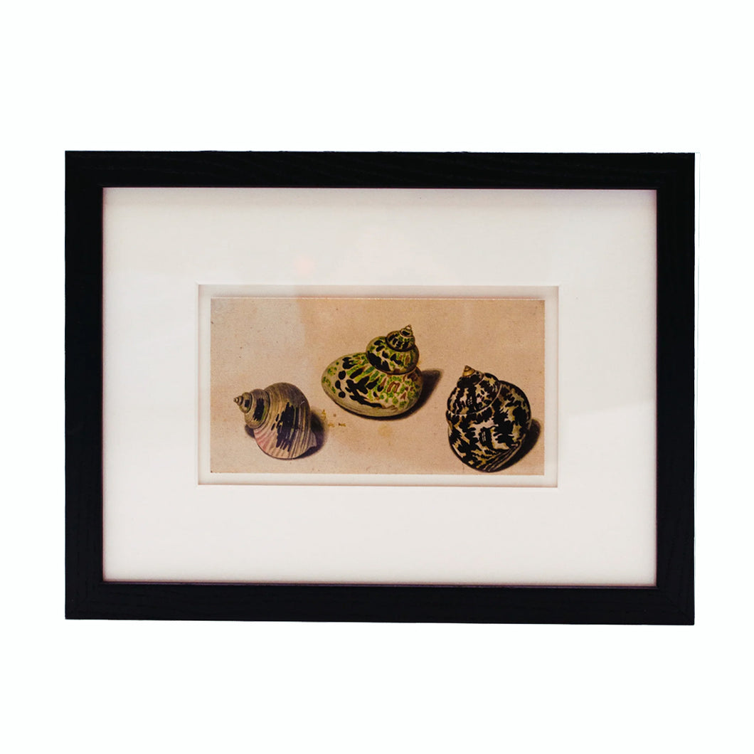 Framed Print van Huysum Three Shells