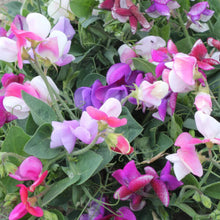 Load image into Gallery viewer, Sweet Pea Seeds
